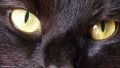 jadedkitty420'\'s Avatar