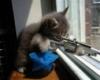 5pawsakademy'\'s Avatar