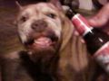 calibabe'\'s Avatar