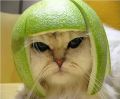 pimpdaddywoowoo'\'s Avatar