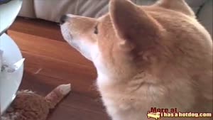 Doggy watches the Puppy Cam