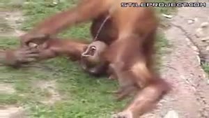 Chimp pisses in own mouth