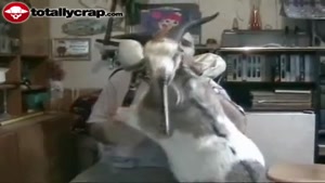 playing bagpipe on a goat