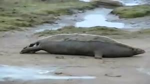 Seal Birth