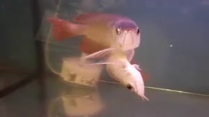 Unusual Arowana Fish