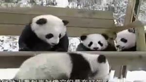 Chinese Panda Kindergarten