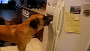 Thirsty dog drinks from the fridge!