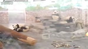 Pandas escape from zoo