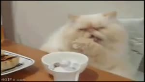 WTF cat