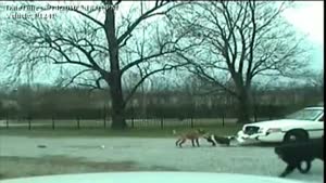 Dog attacks Police car