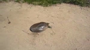 Super fast turtle