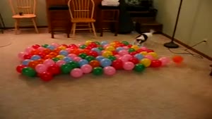 Dog vs Balloons