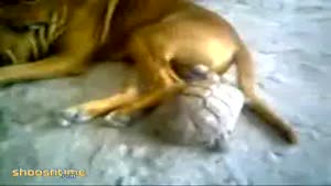 Tortoise bites dog's testicles