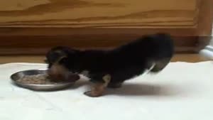 Hungry Puppy