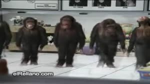 Funny Monkeys