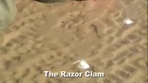 Razor Clam