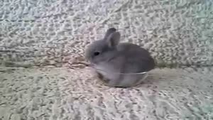 Bunny in a Bowl