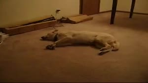 Sleep walking dog runs into wall