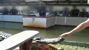 Alligator snap