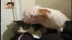 Cat vs Dog