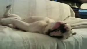 Snoring Dog