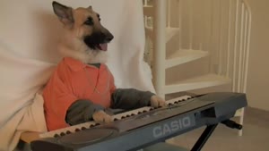 The Keyboard Dog