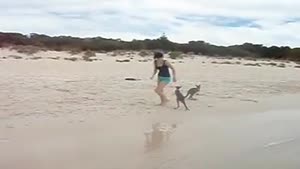 Baby Kangaroos at the Beach