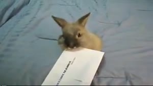 Letter Opener Bunnyl