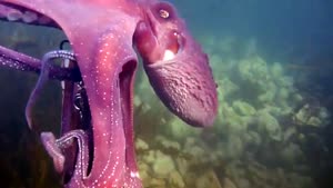 Octopus steals camera