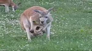 Baby Kangaroo tests the outside World
