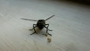 Housefly giving birth to maggots