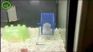 Hamster teamwork