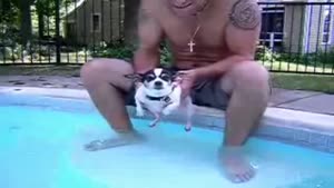 Air Swimming Dog