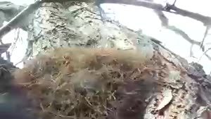 Mass of Daddy Long Legs in a Tree