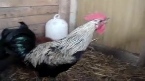 Death Metal Rooster