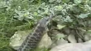 Lucky Frog Escapes From Snake