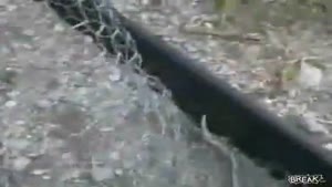 Chick Gets Bit By Snake