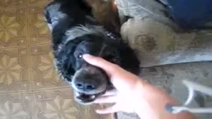 Beatboxing Dog