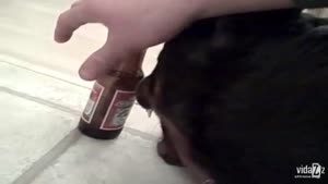 Dog is Crazy About Beer