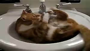Cat Plays In The Sink