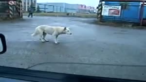 Dog With Dancing Skills