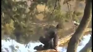 Kid Falls From Tree