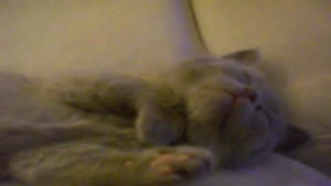 Cute Dreaming Kitten