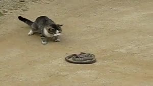 Cat vs Snake