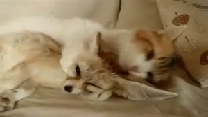 Cat Holds Fox Hostage And Washes It