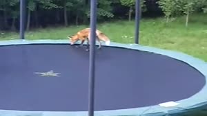 Foxes Jumping On A Trampoline