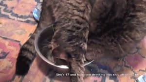 Cat's Drinking Problem