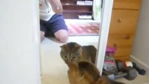 Cat Fights Mirror Cat