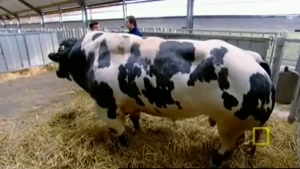 Meet the Super Cow