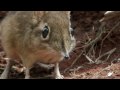 The Fascinating Elephant Shrew